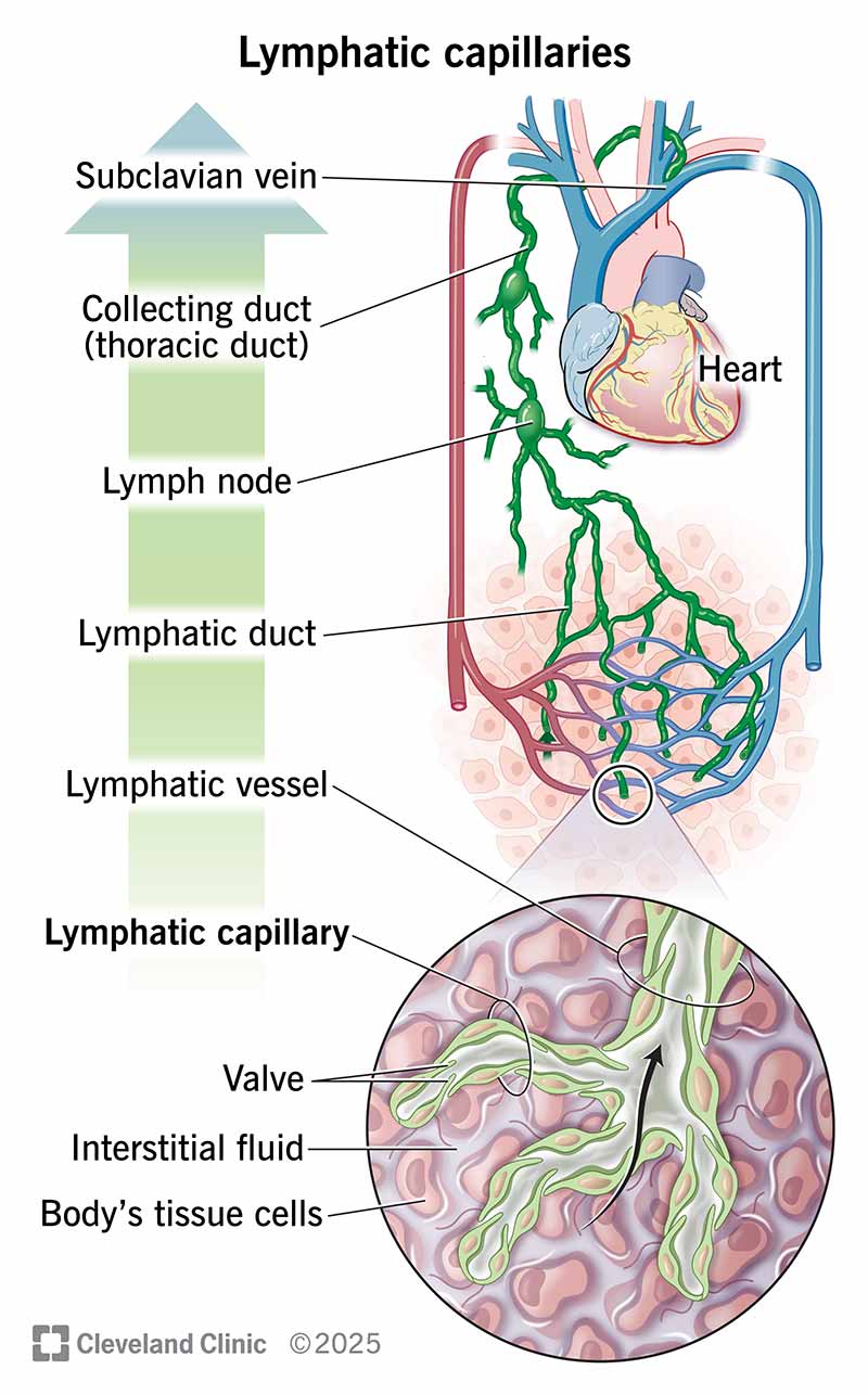 Lymphatic Capillaries — up close